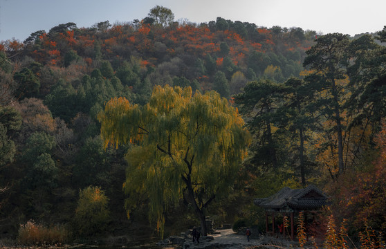 香山红叶节