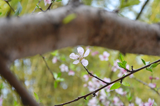 桃花