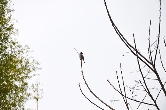 树木山鸟