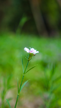 石竹花特写