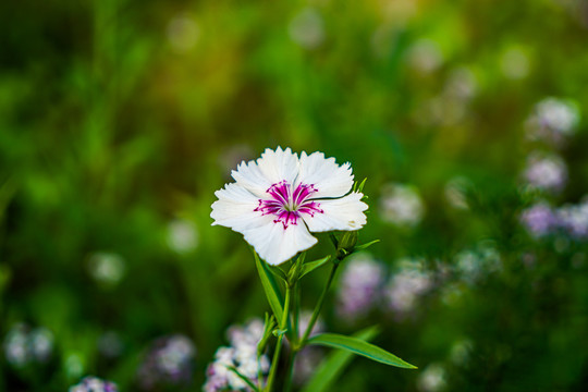 石竹花特写