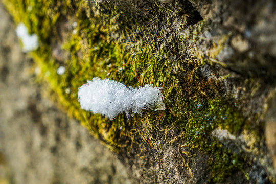 青苔上的雪花