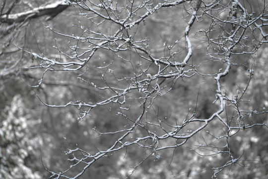 雪景