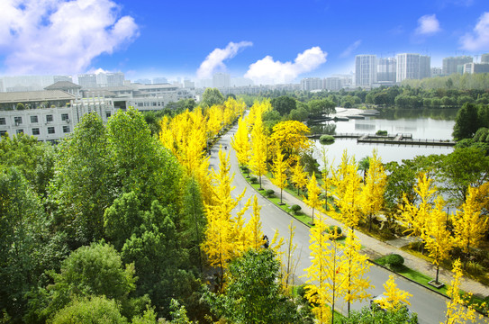 浙江农林大学银杏道