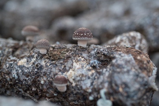 大棚花菇种植