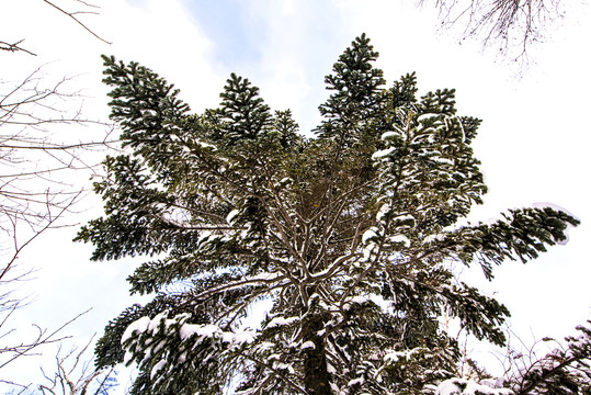 冬雪树枝