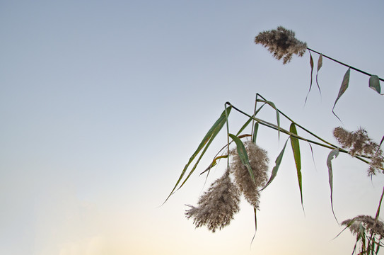 天空下的芦苇