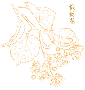 椴树花