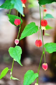 蔓性风铃花