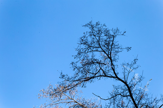 天空枯树枝