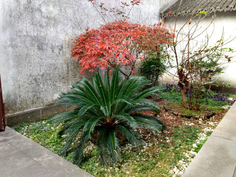 老宅庭院小景