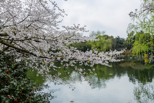 樱花