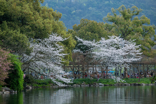 樱花