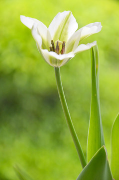 百合花