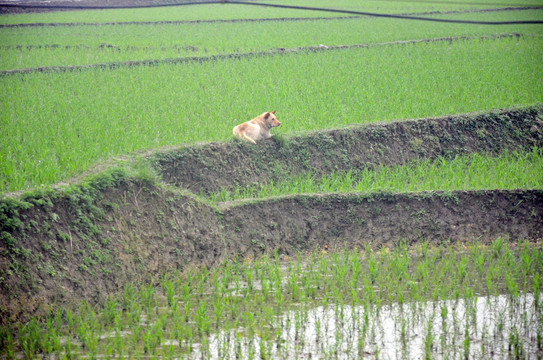 田园风光