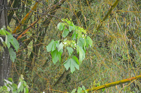 油桐花