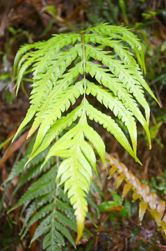 蕨类植物