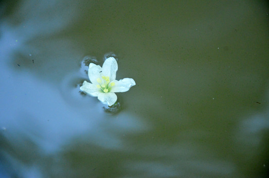 落花流水