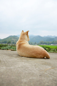 大黄狗