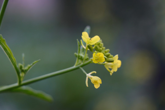 小黄花