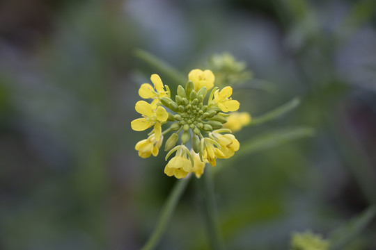 小黄花