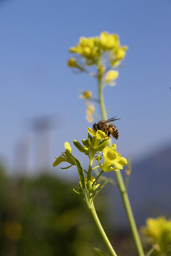 小黄花