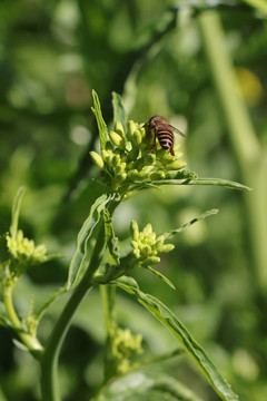 蜜蜂采蜜