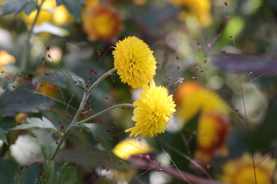 小菊花