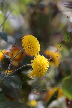 小菊花