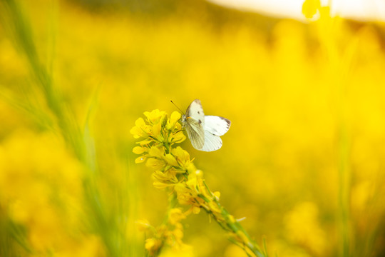 油菜花白蝴蝶