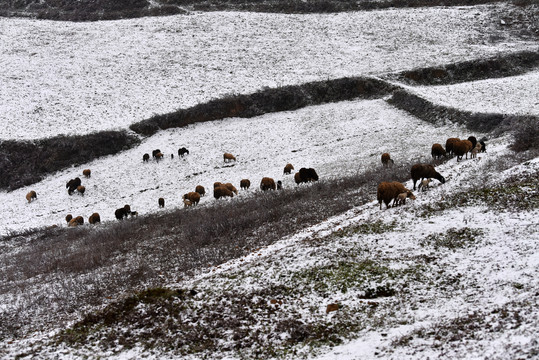 牛羊放牧下雪