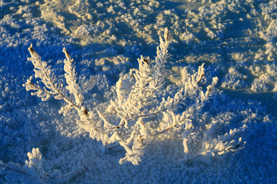 雪域冰河草叶霜花