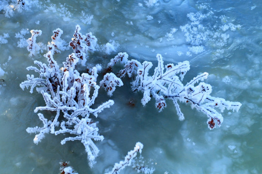 雪域冰河草叶霜花