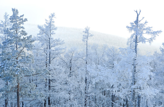 冬季森林雪原