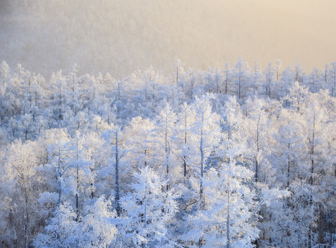 冬季雪林