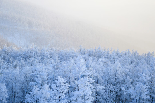 雪林