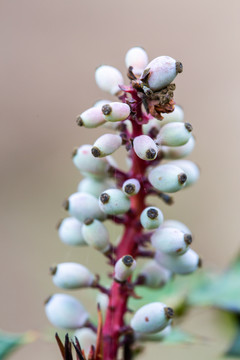 刺黄芩