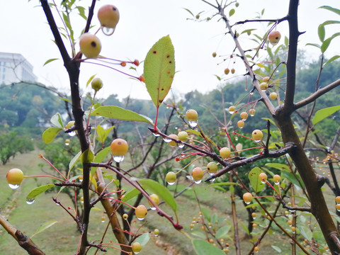 垂丝海棠