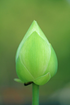 荷花花蕾