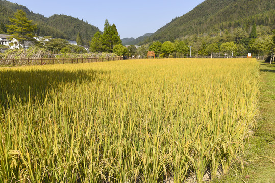 田园风光