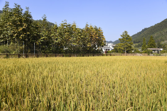 田园风光