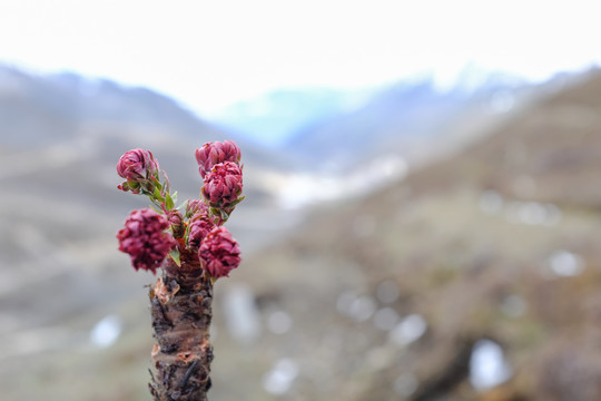 雪山植物