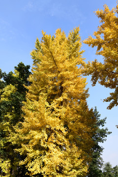 银杏树