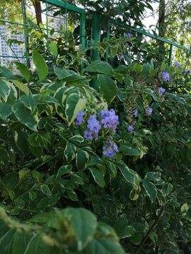 花草绿植