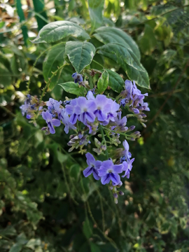 花草绿植