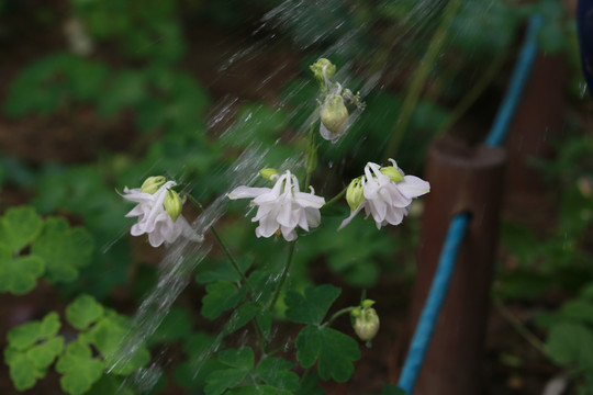 药圃中的花