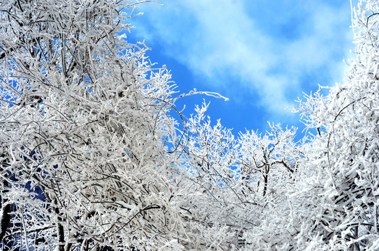 黄山雪淞