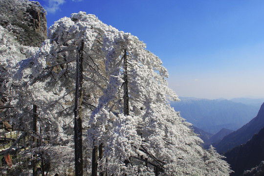 雪压青松