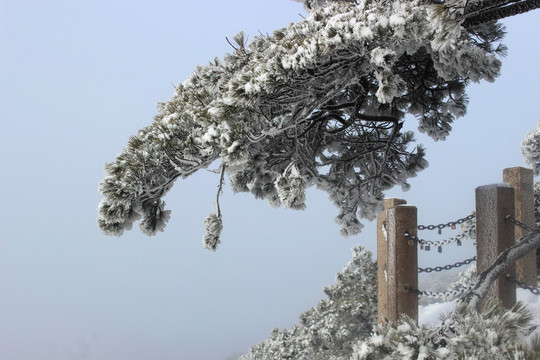 雪压青松