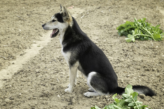 中华田园犬